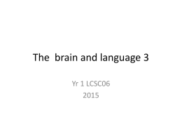 The brain and language 3 - University of St Mark & St John