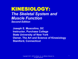 The Muscular System Manual: The Skeletal Muscles of the