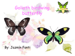 Goliat birdwing butterfly
