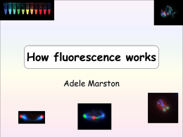 How fluorescence works - Welcome to Cell Biology
