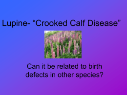 Lupine- “Crooked Calf Disease”