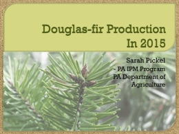 Douglas fir Needle Midge, Contarinia pseudotsuga, a new