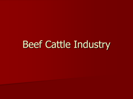 Beef Cattle Industry