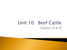 Unit 9: Beef Cattle