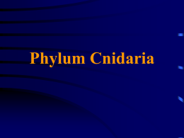Phylum Cnidaria - University of Evansville Faculty Web sites