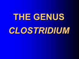 THE GENUS CLOSTRIDUM