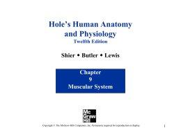 PowerPoint to accompany Hole&rsquo;s Human Anatomy and