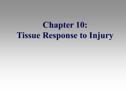 HM 100: Prevention & Care Tissue Response to Injury