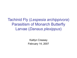 Tachinid Fly (Lespesia archippivora) Parasitism of Monarch