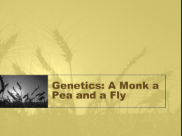 Genetics: A Monk a Pea and a Fly