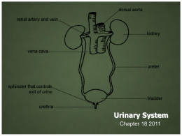 Urinary System - Francis Howell High School