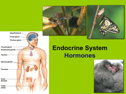 Endocrine System - T.R. Robinson High School