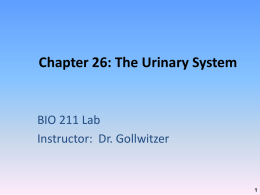 Chapter 26: Urinary System - Greenville Technical College