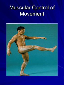 Muscular Control of Movement - Illinois Wesleyan University