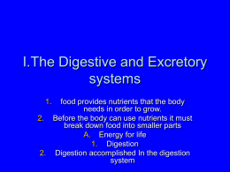 I.The Digetive and Eecretory systems