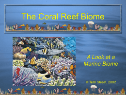 Coral Reef Biome - Norman Public Schools