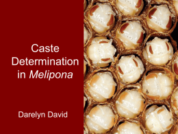 Caste determination in Melipona