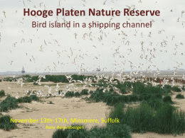 Hooge Platen Nature Reserve Bird island in a shipping channel