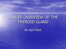 The Thyroid - Metabolism