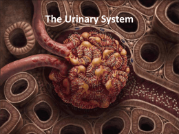 The Urinary System - College of the Canyons in Santa