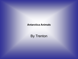 Antarctica Animals