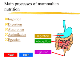 Main processes of mammalian nutrition
