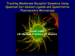 Tracking Membrane Receptor Dynamics Using Quantum Dot