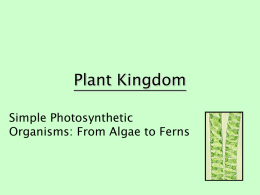 Plant Kingdom - Tak Sun Secondary School