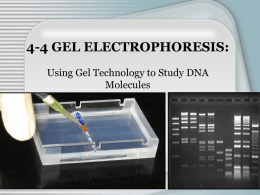 DNA GEL ELECTROPHORESIS
