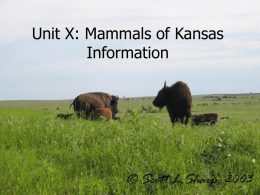 Mammals in Kansas Information PPT