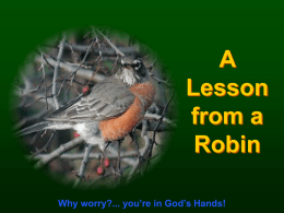A Lesson from a Robin