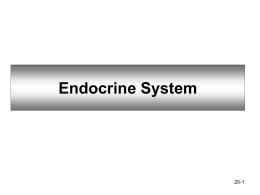Chapter 20: Endocrine System