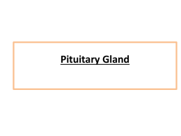 Pituitary Gland (Hypophysis)