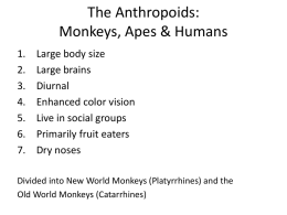 Old World Monkeys: The Cercopithecoids