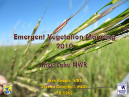 Wild Rice Mapping Rice Lake NWR