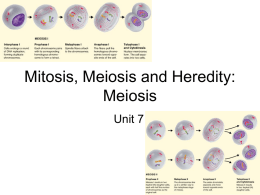 Mitosis, Meiosis and Heredity: Meiosis