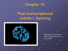 Chapter 14 Post transcriptional events I: Splicing