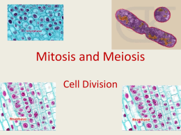 Mitosis and Meiosis - Chariho Regional School District