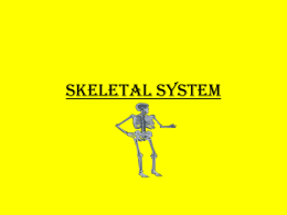 Skeletal System - Ms.Villari's Weebly