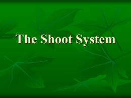 The Shoot System - Agricultural Science