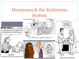 Hormones & the Endocrine System