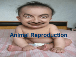Animal Reproduction - Bio-Guru
