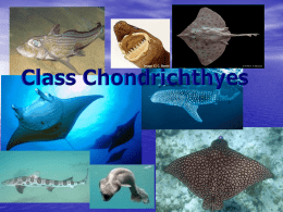 Sharks: Class Chondrichthyes