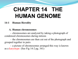 CHAPTER 14 THE HUMAN GENOME