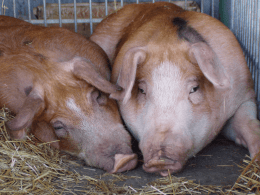 Status & challenges of Polish pork production