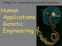 Biology: 11.2 Human Applications Genetic Engineering