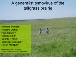 A generalist tymovirus of the tallgrass prairie