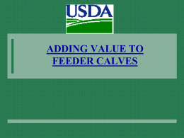 Feeder Cattle Grades - University of Florida