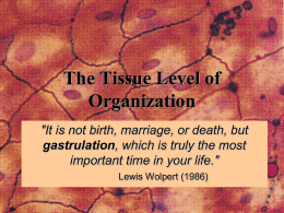 Tissue Level of Organization - Western Washington University