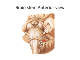 Brain stem Anterior view